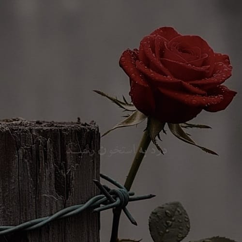 دانلود آهنگ درد به استخون رسید غم به رگ و جونم رسید &bull; سوپر موزیک
