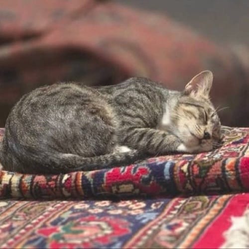 دانلود آهنگ توبه یانگ صادن &bull; سوپر موزیک